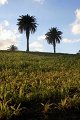 IMG_3735